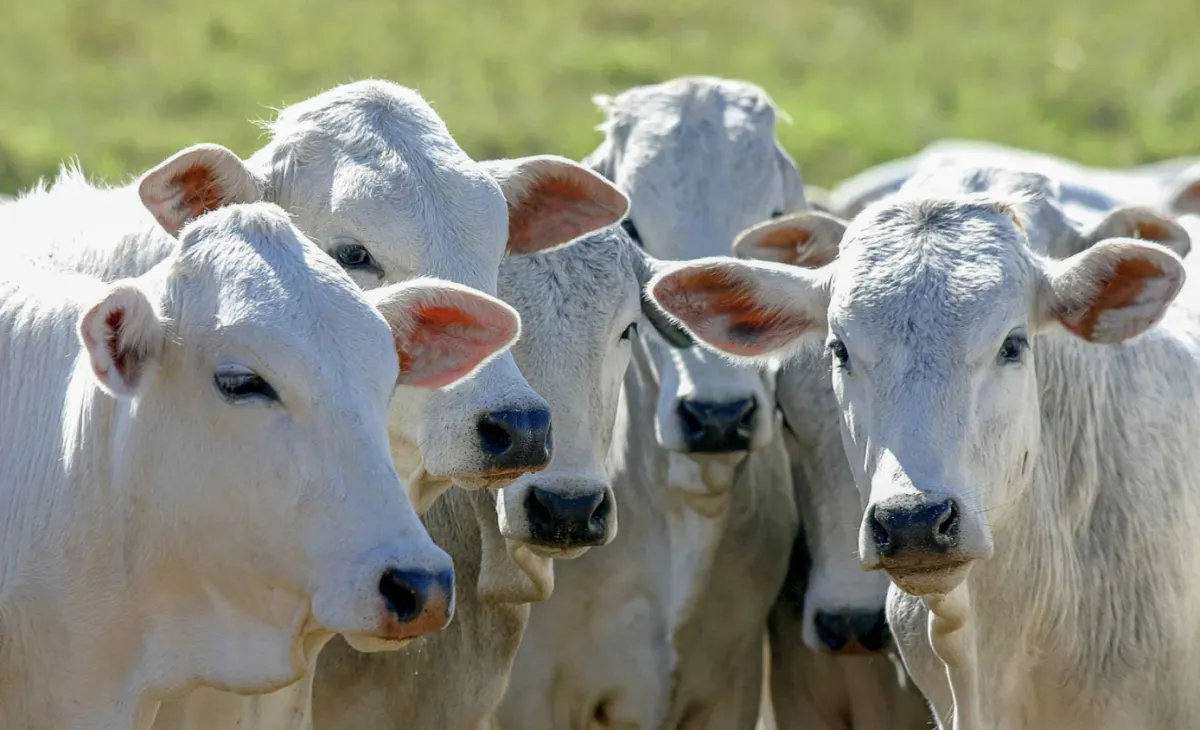 Escassez de boi gordo eleva diferença de preços para vacas em SP