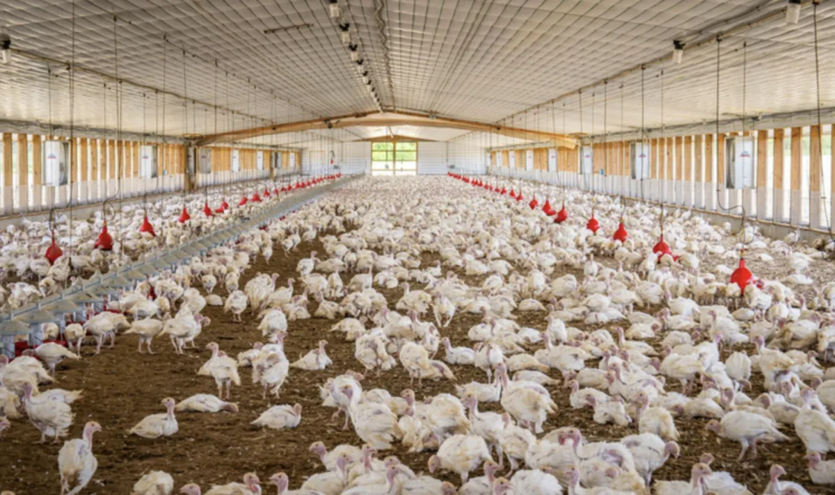 Regionalização sanitária do Mapa evita perda de US$ 954 mi no frango
