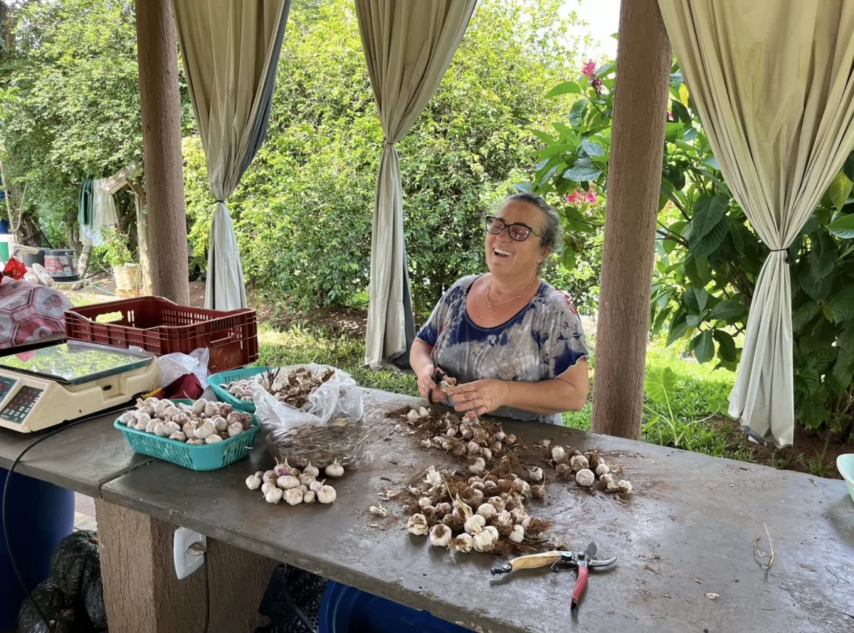 Produção de alho no Noroeste do PR salta para R$ 2,2 milhões
