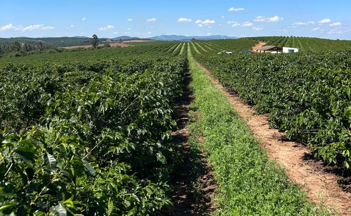 Efeito do silício reduz em 63,2% a mancha de olho pardo no café