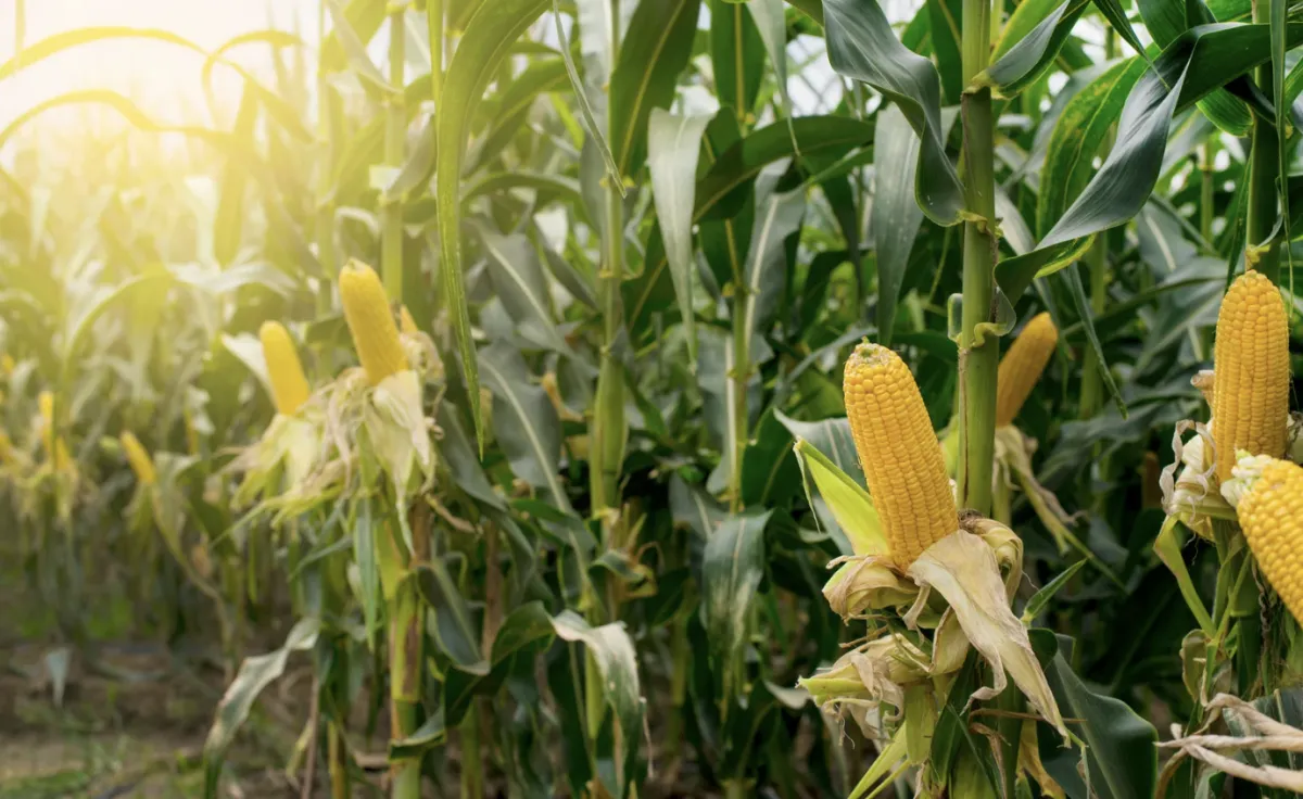 Milho safrinha mais lucrativo do PR lucra R$ 4.672/ha
