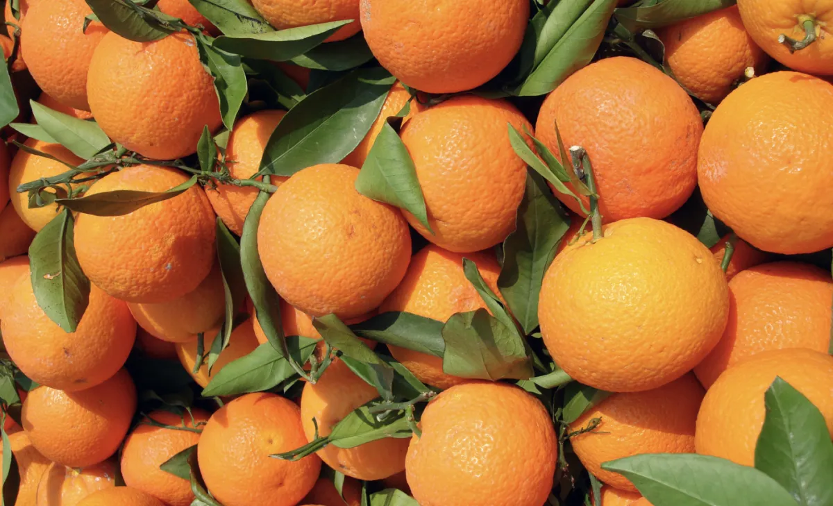 Poder de compra recua para laranja e sobe para tahiti em SP